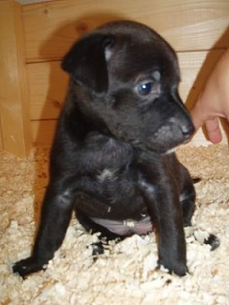 Blanding af racer Blacki - Meget flot billede, synes faktisk det er det bedste billede 6