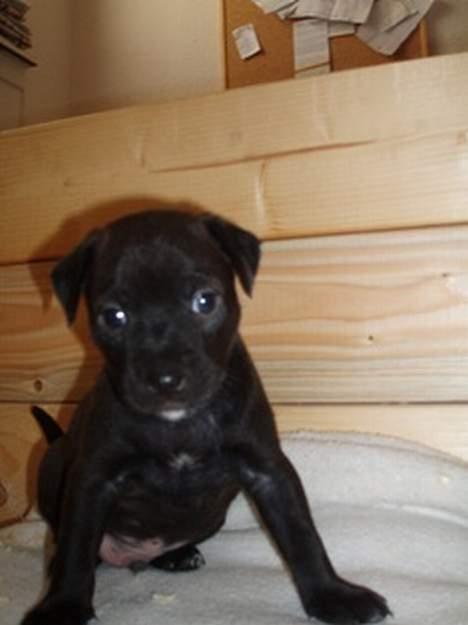 Blanding af racer Blacki - Lille hvalp.. hehe billede 7