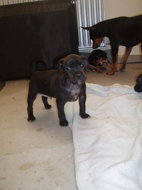 Blanding af racer Blacki - Blacki, med far og brormand bag i.. billede 8