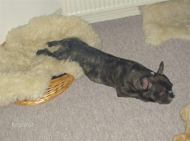 Fransk bulldog Sylvester R.I.P 2011 - ZZzzzzzzzzzzzzz billede 17