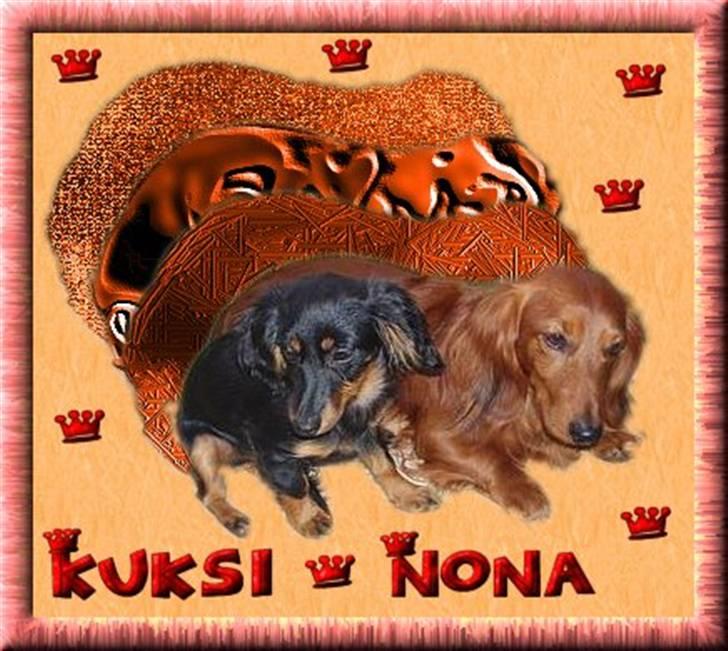 Dværggravhund Nona billede 19