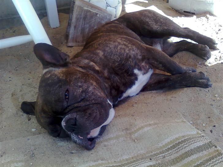 Fransk bulldog Sylvester R.I.P 2011 - So hot billede 18