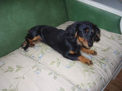 Dværggravhund Nona billede 20