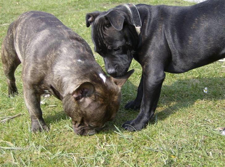 Fransk bulldog Sylvester R.I.P 2011 - Sylvester og Kess billede 19