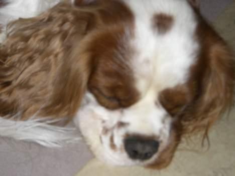 Cavalier king charles spaniel Zimba - NYT . Zimba er træææææt . :) billede 13