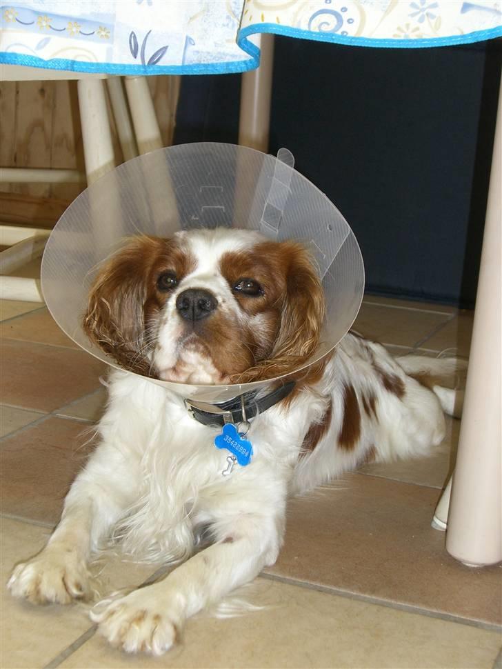 Cavalier king charles spaniel Zimba - Zimba med sin krave.. hehe ,  billede 14