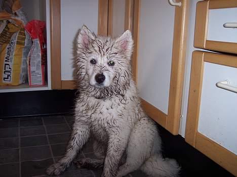 Samojedhund Smilla - Er jeg ikke yndig.. jeg har gravet et mega hul...... billede 13