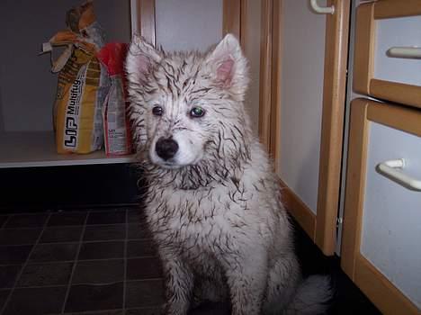 Samojedhund Smilla billede 14