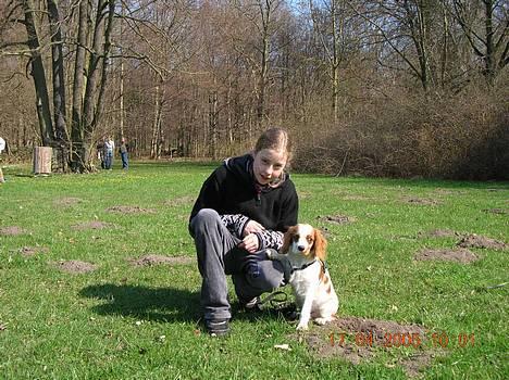 Cavalier king charles spaniel Zimba - -En af Zimba´s første træningtimer, snart 3 år siden .  billede 15