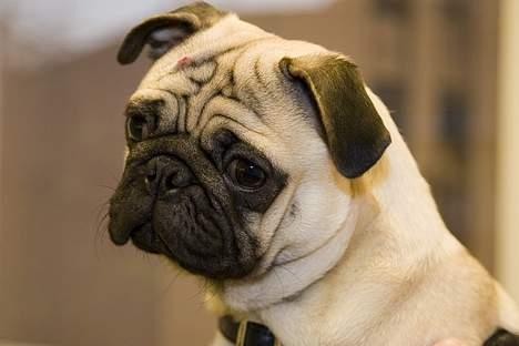 Mops Kenzo billede 1