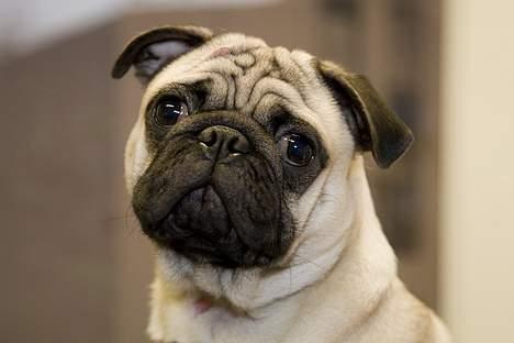 Mops Kenzo billede 2