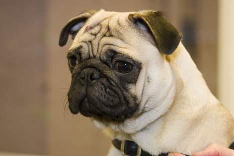 Mops Kenzo billede 3