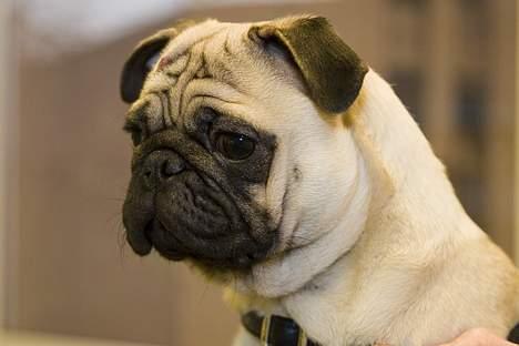 Mops Kenzo billede 4