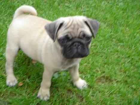 Mops Kenzo billede 5