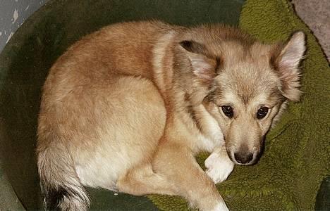 Islandsk fårehund Sòlargeisli Afram - Afram er træt  billede 17