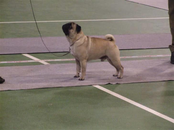 Mops Kenzo billede 6