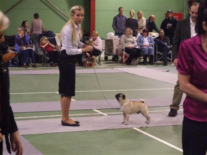 Mops Kenzo billede 7