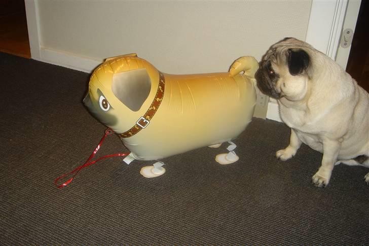 Mops Kenzo billede 8