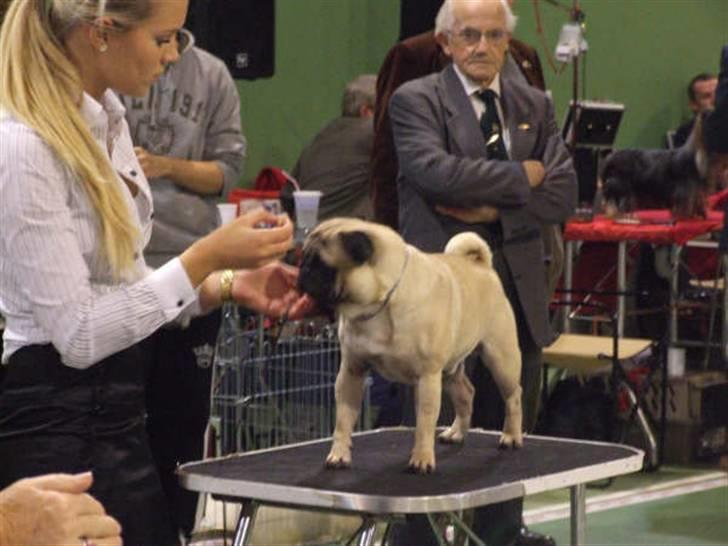 Mops Kenzo billede 9