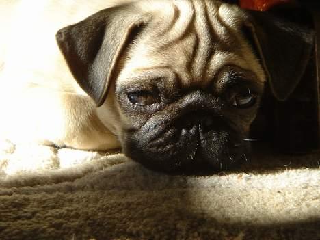 Mops Kenzo billede 10