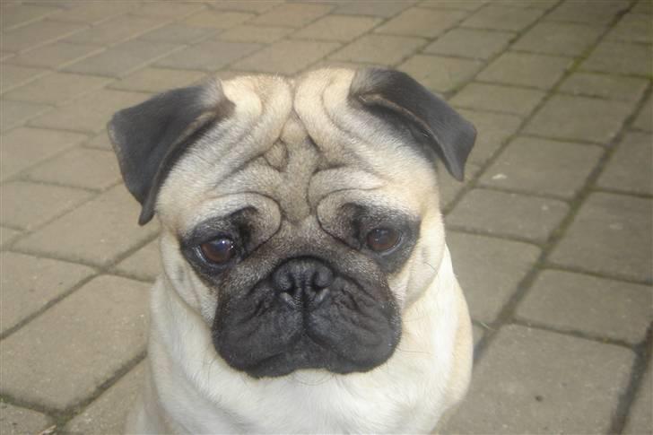 Mops Kenzo billede 11