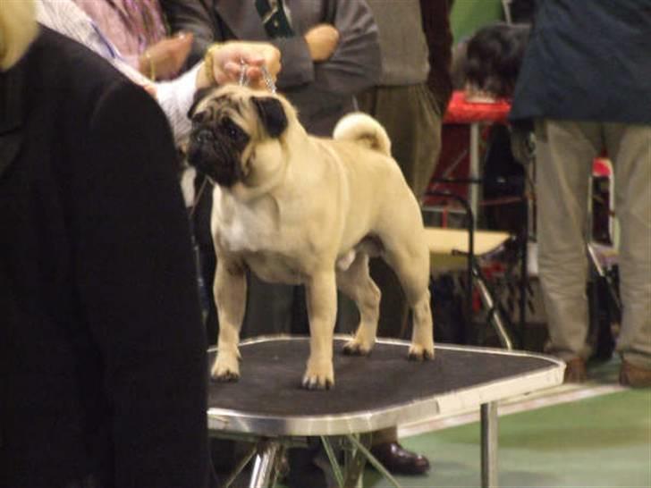 Mops Kenzo billede 12