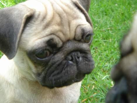 Mops Kenzo billede 13