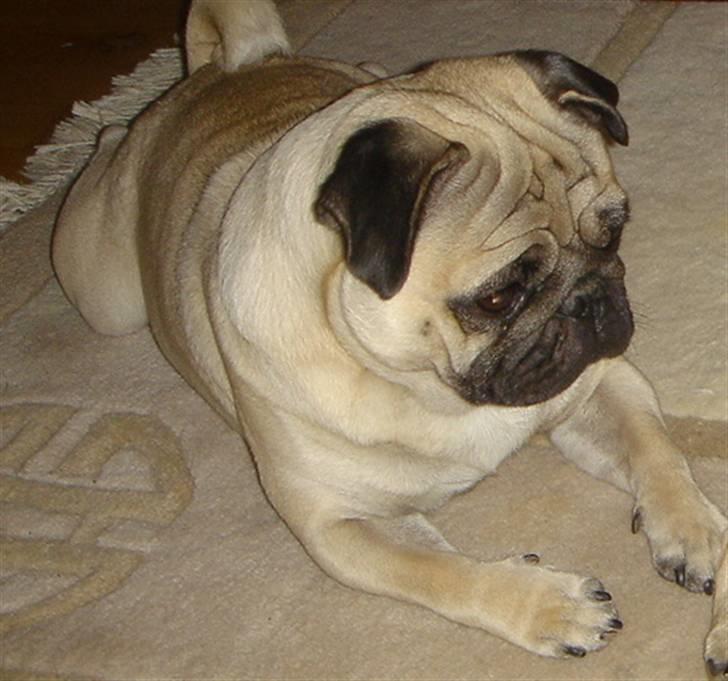 Mops Kenzo billede 14