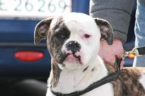 Amerikansk bulldog Mathilde - Fra Tranbjerg træf. foto INA foto billede 1