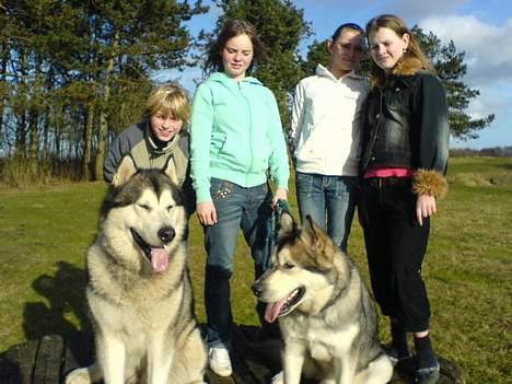 Alaskan malamute SILVER - Det er så dejligt at gå tur (Silver og Chinook) billede 19