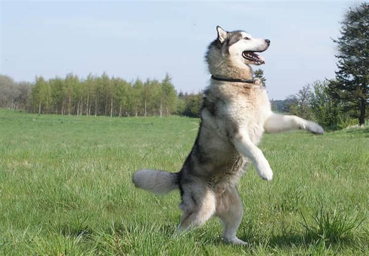 Alaskan malamute SILVER - se jeg kan gå.. billede 20