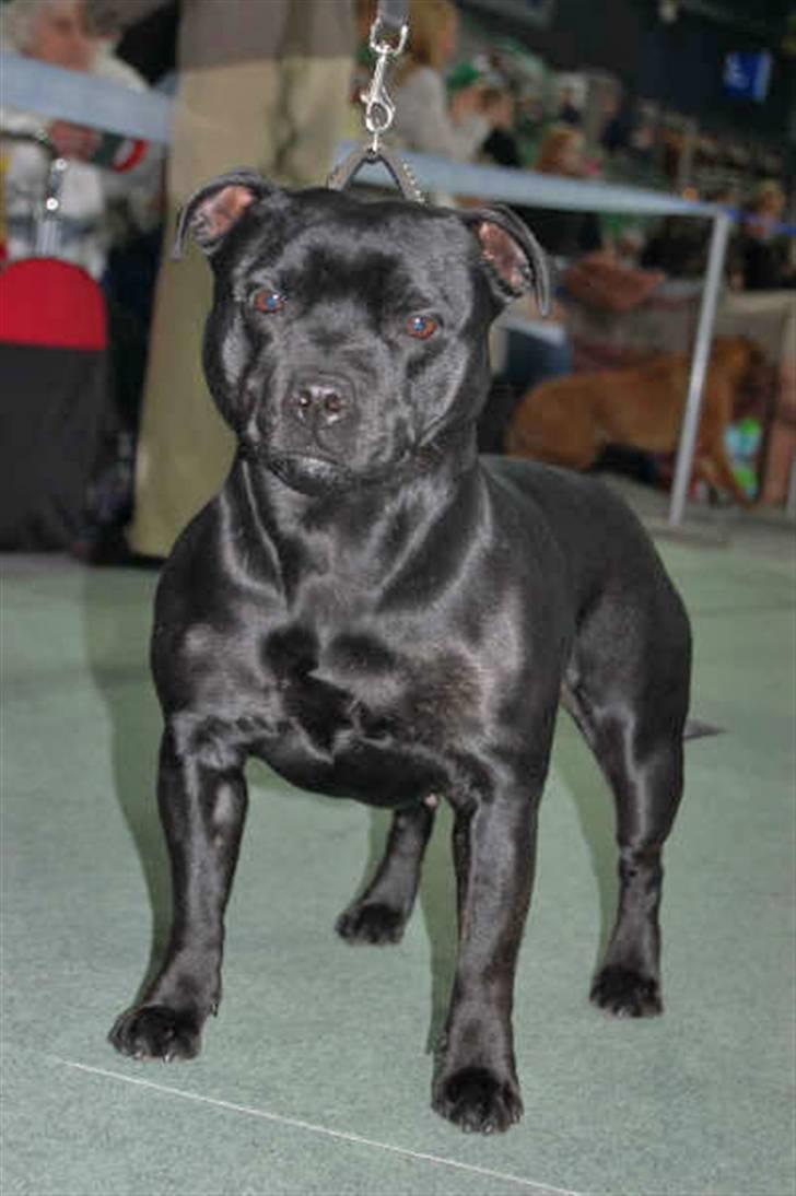 Staffordshire bull terrier Little Frogs - Fodertiken Little Frogs Formulae Ricasoli "Nemi" 3år  billede 13