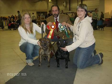 Staffordshire bull terrier Little Frogs - 17 Mars i Malmö BIR: Little Frogs Domini Veneti "Simba"  BIM: Little Frogs Formulae Ricasoli "Nemi"  billede 14