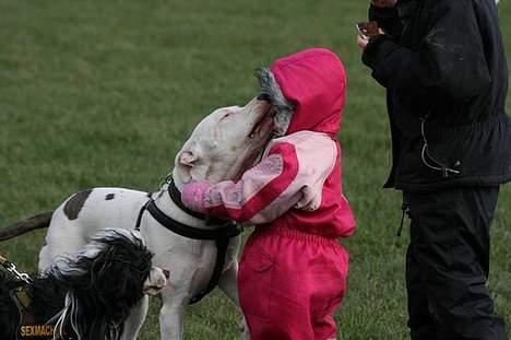 Amerikansk staffordshire terrier Diego R.I.P. - mysser min mors niece....  se mit kropssprog og nogen siger at det er dæmpet hos min race billede 16