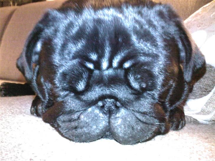 Mops Vito - zzzzzzzzzzz billede 2