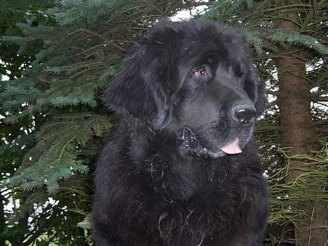 Newfoundlænder miamaja - newfoundlænderen  Miamaja billede 1