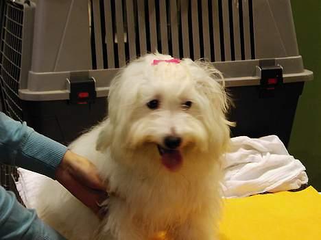 Coton de tulear DKCHKaltofts coton Cookie - Her er jeg til min første udstilling.. billede 14