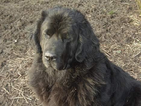 Newfoundlænder miamaja - Det er stadig mig Miamaja billede 2