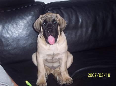 Mastiff Carla  (himmelhund) - Mit navn er Carla, jeg er en fin lille mastiff billede 1