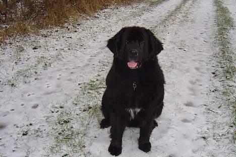 Newfoundlænder miamaja - og jeg elsker når det sner billede 3