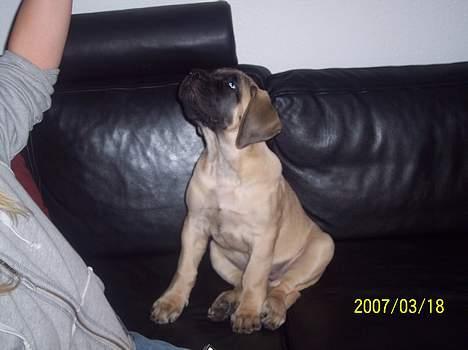 Mastiff Carla  (himmelhund) - Har lige fået sneget mig op i sofaen. billede 2