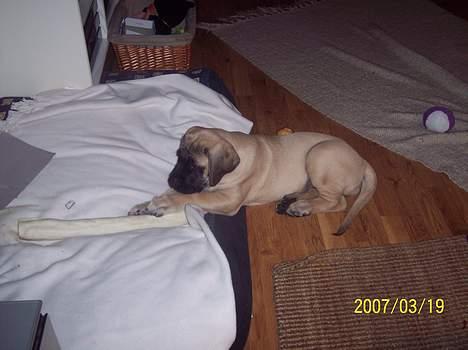 Mastiff Carla  (himmelhund) billede 3