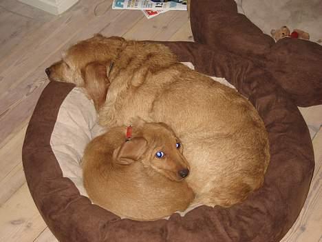 Basset fauve de bretagne Luna - Mille & Luna Bedste venner billede 10