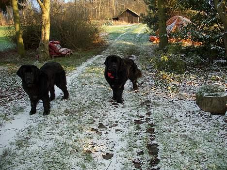 Newfoundlænder miamaja - Det gør min ven Basse også billede 4