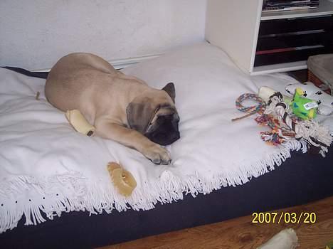 Mastiff Carla  (himmelhund) - Dejligt at sove i min egen bløde seng. billede 4