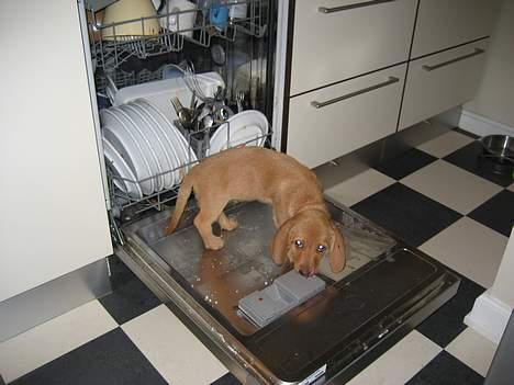 Basset fauve de bretagne Luna - Står inde i opvaskemaskinen billede 11