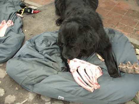 Newfoundlænder miamaja - og jeg elsker når mor Bettina gir kødben billede 5