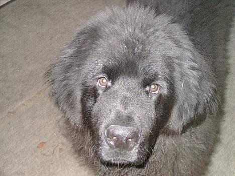 Newfoundlænder Romeo billede 1