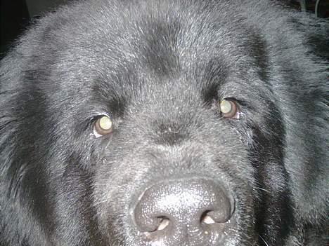 Newfoundlænder Romeo billede 2