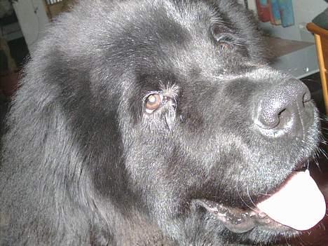 Newfoundlænder Romeo billede 3